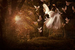 Of Birds & Angels: The Song Company