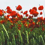 At the Eleventh Hour : Commemorating 100 years since the end of World War I