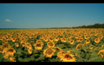 Sun Songs & Cycles