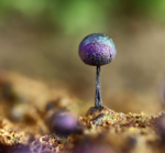 Cryptic Wonders: Enchanting Slime Moulds and Other Hidden Gems
