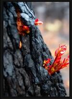 Ruthless Jabiru & Ensemble Offspring: Black Ice