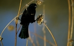 Thirteen Ways of Looking at a Blackbird