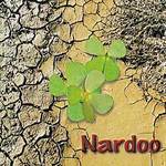 Nardoo