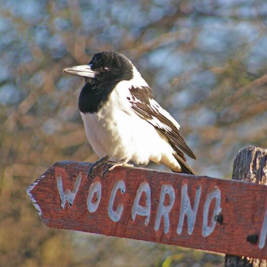 Pied butcherbird at Wogarno Station