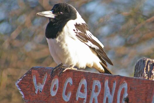 Music from Another Species: Australian Birdsong Transcriptions